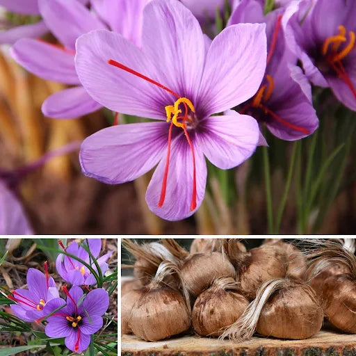 Kashmiri Kesar Saffron Bulbs – 10 High-Quality Corm Bulbs