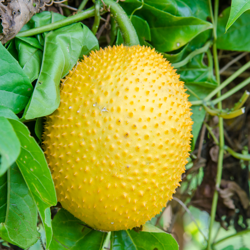 Golden Gac Fruit - Fruit from Heaven - 5 Fruit Seeds