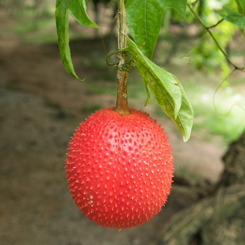 Red Gac Fruit - Fruit from Heaven - 5 Fruit Seeds