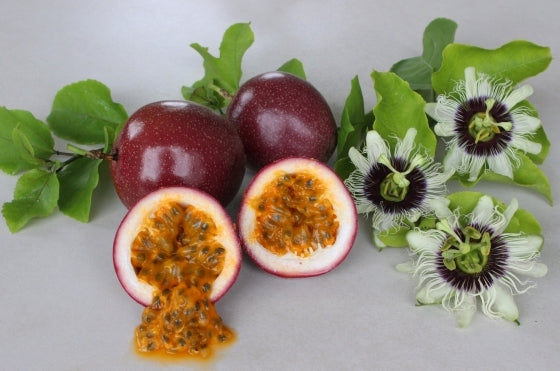 Passionfruit " Panama Red Pandora " Exotic 20 Fruit Seeds