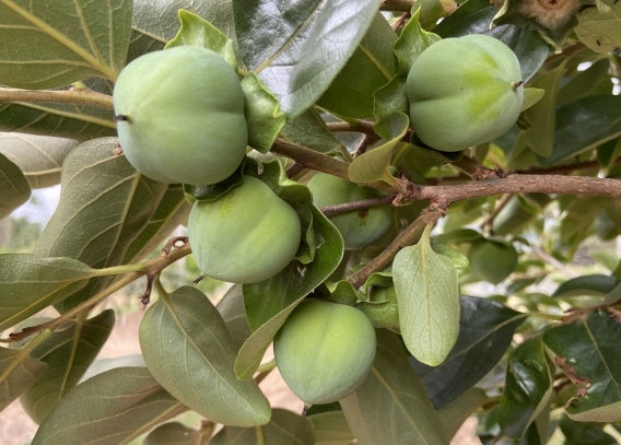 Persimmon " Suruga " Exotic 5 Fruit Seeds