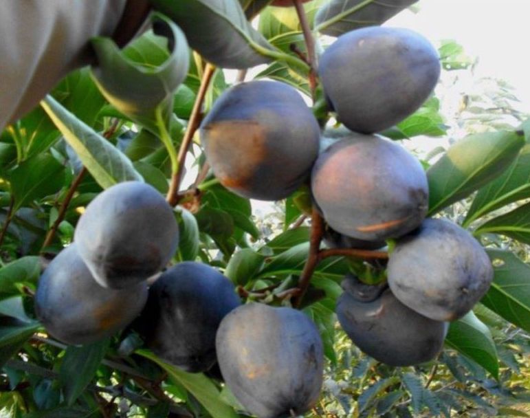Persimmon " Black " Exotic 5 Fruit Seeds