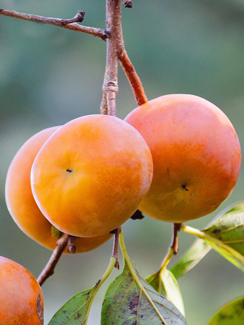 Persimmon " Imoto Fuyu " Exotic 5 Fruit Seeds