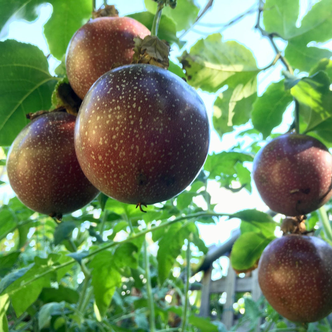 Passionfruit " Panama Red " Exotic 20 Fruit Seeds