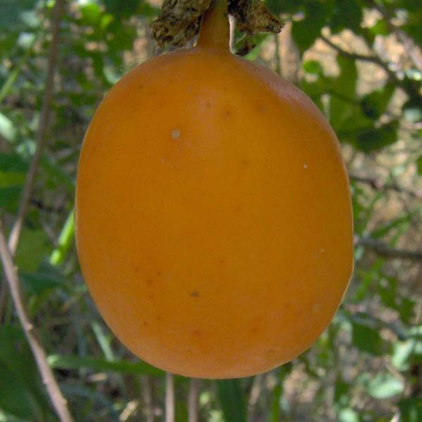 Passionfruit " Giant Yellow " Exotic 20 Fruit Seeds
