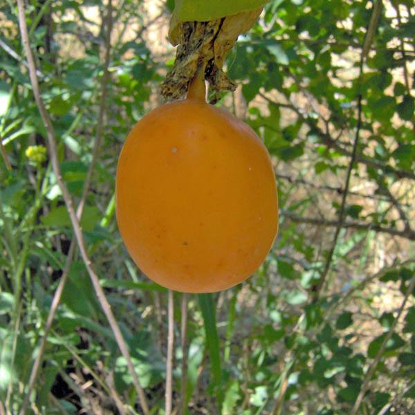 Passionfruit " Golden Giant " Exotic 20 Fruit Seeds
