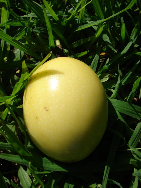 Passionfruit " Hawaiian " Exotic 20 Fruit Seeds