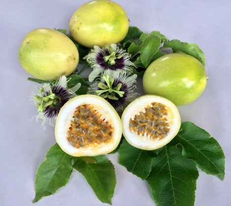 Passionfruit " Panama Sweet Gold " Exotic 20 Fruit Seeds