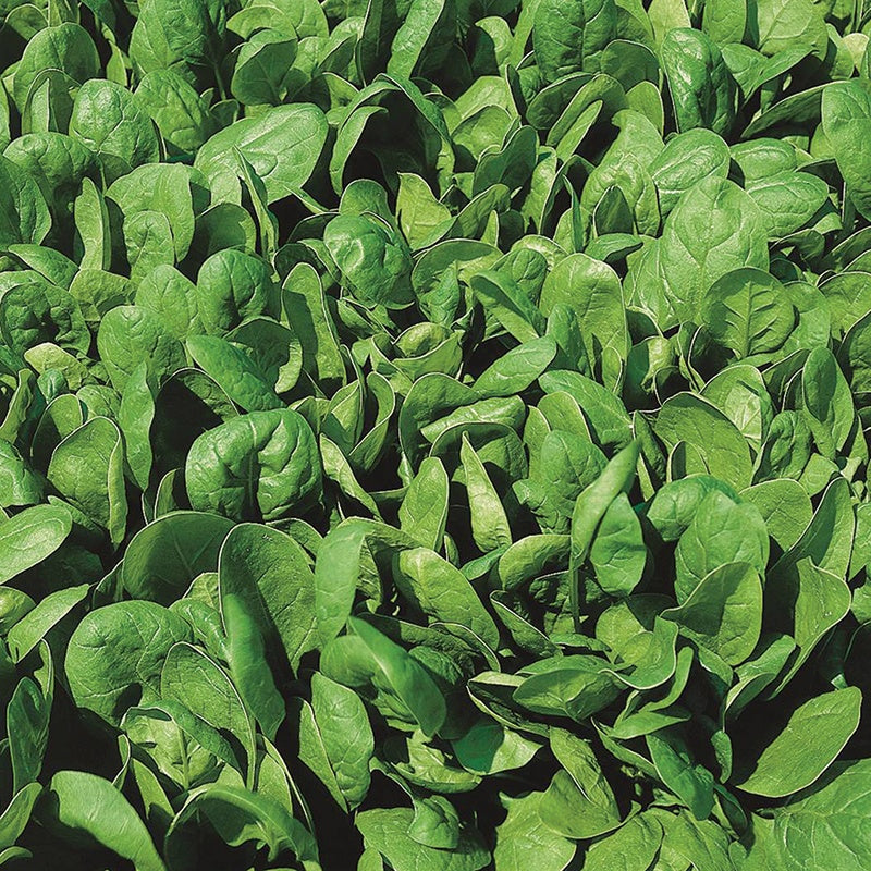 Palak Spinach " Lazio " Exotic 20 Vegetable Seeds