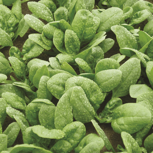 Palak Spinach " Cello " Exotic 20 Vegetable Seeds
