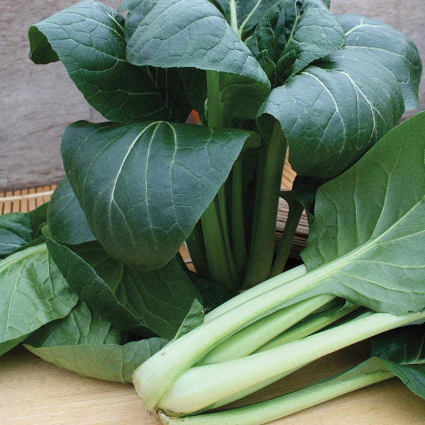 Palak Spinach " Komatsuna " Exotic 20 Vegetable Seeds