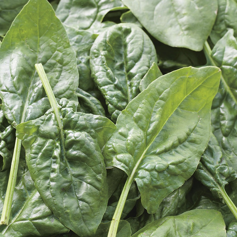 Palak Spinach " Missouri " Exotic 20 Vegetable Seeds