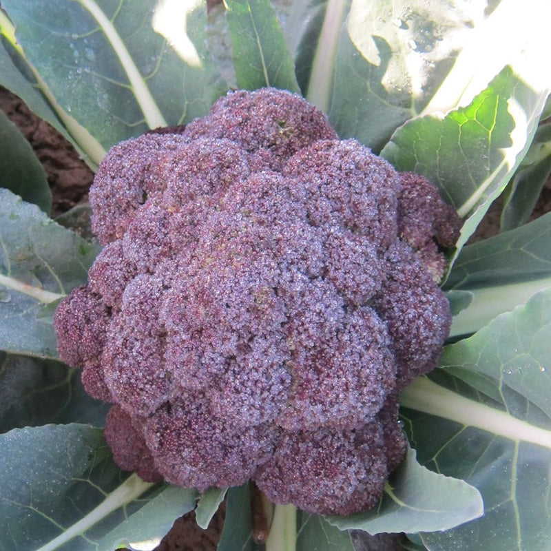 Broccoli " Purple Rain " Exotic 20 Vegetable Seeds