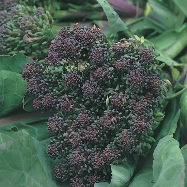 Broccoli " Rudolph " Exotic 20 Vegetable Seeds