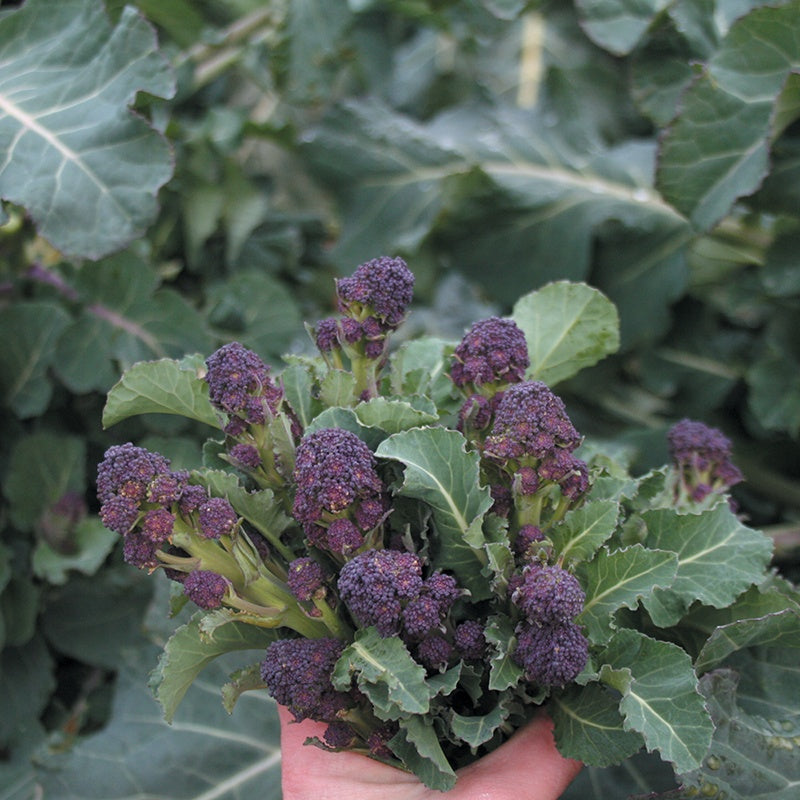 Broccoli " Cardinal " Exotic 20 Vegetable Seeds