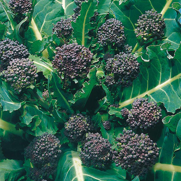 Broccoli " Early Purple " Exotic 20 Vegetable Seeds