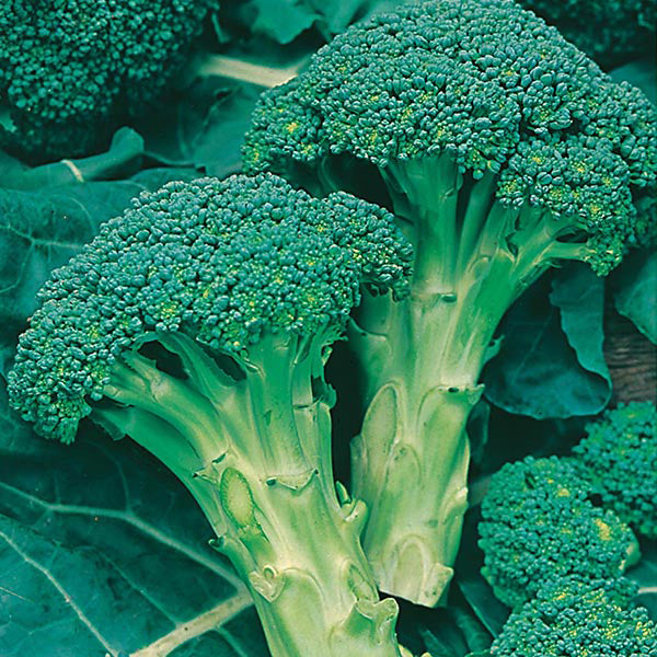 Broccoli " Green " Exotic 20 Vegetable Seeds