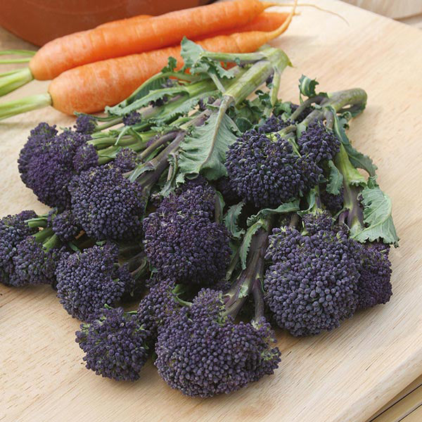 Broccoli " Summer Purple " Exotic 20 Vegetable Seeds