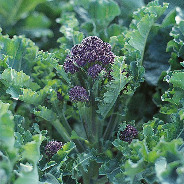 Broccoli " Long Cropping " Exotic 20 Vegetable Seeds
