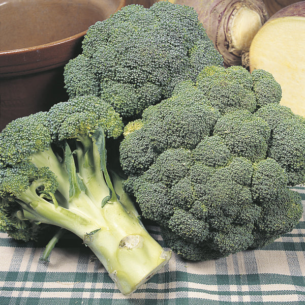 Broccoli " Marathon " Exotic 20 Vegetable Seeds