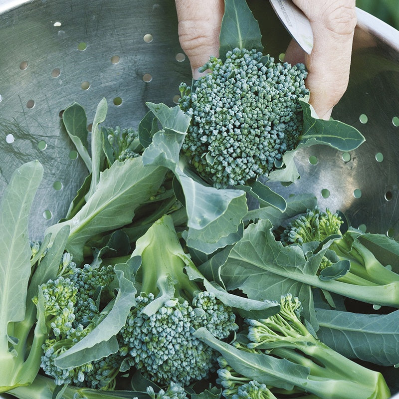 Broccoli " Stromboli " Exotic 20 Vegetable Seeds