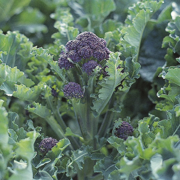 Broccoli " Claret " Exotic 20 Vegetable Seeds