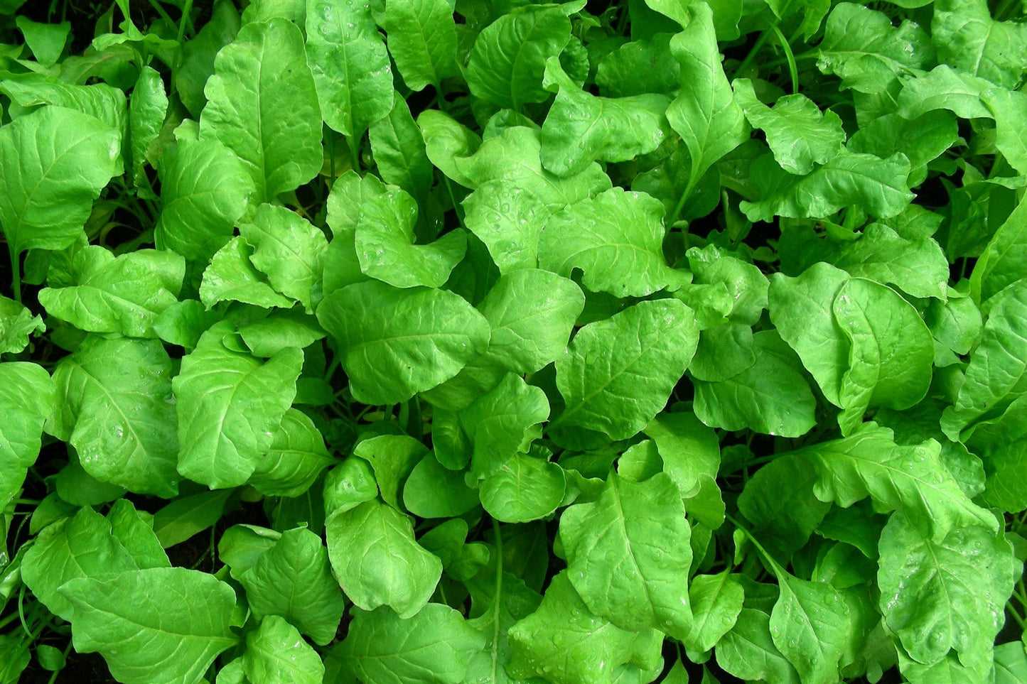 Palak Spinach " Arka Anupama " Exotic 20 Vegetable Seeds