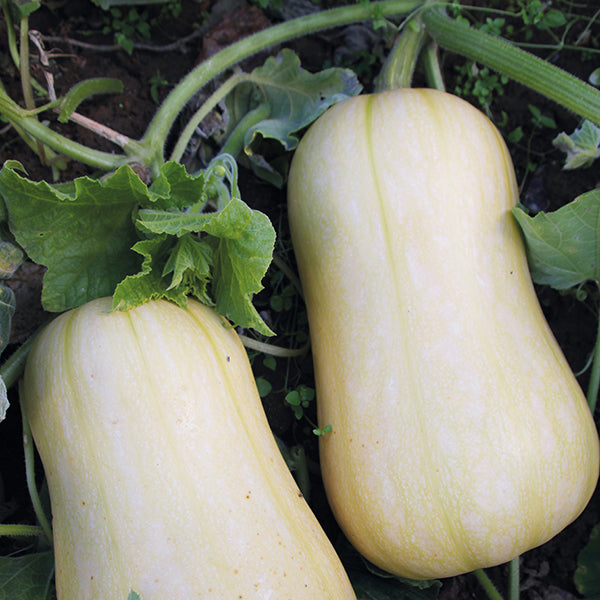 Squash " Harrier " Exotic 10 Vegetable Seeds