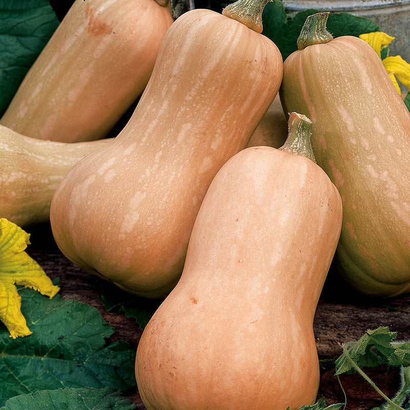 Squash " Butterfly " Exotic 10 Vegetable Seeds