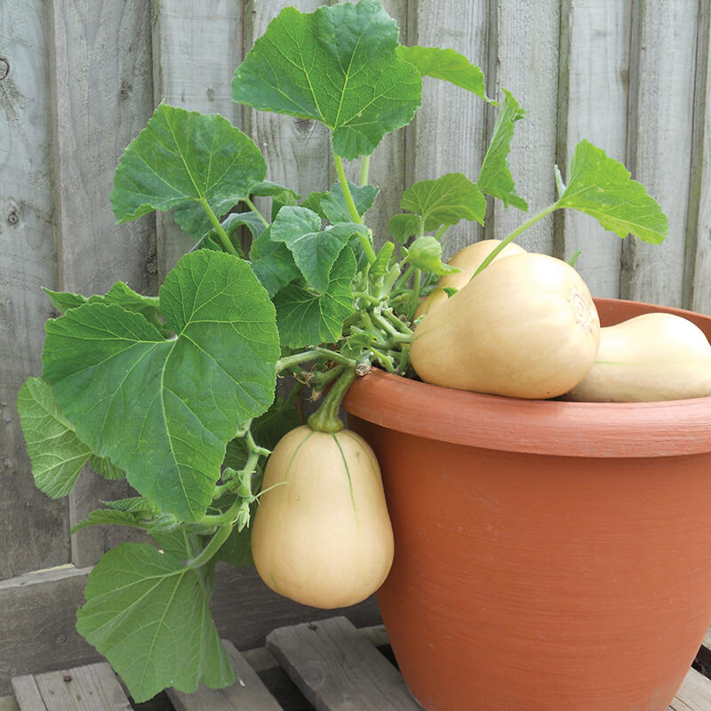 Squash " Butterbush " Exotic 10 Vegetable Seeds