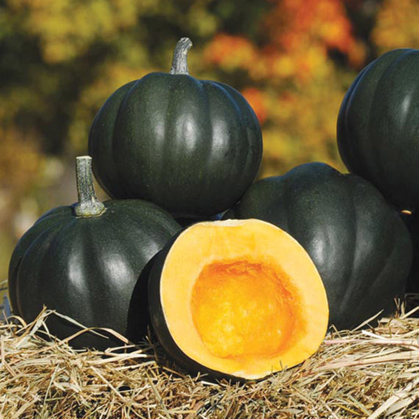 Squash " Honey Bear " Exotic 10 Vegetable Seeds