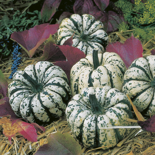 Squash " Sweet Dumpling " Exotic 10 Vegetable Seeds