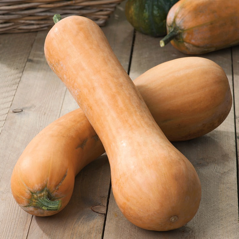 Squash " Tahiti Melon " Exotic 10 Vegetable Seeds