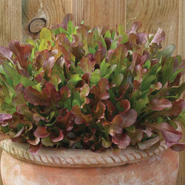 Lettuce " Mixed Red Salad " Exotic 20 Vegetable Seeds
