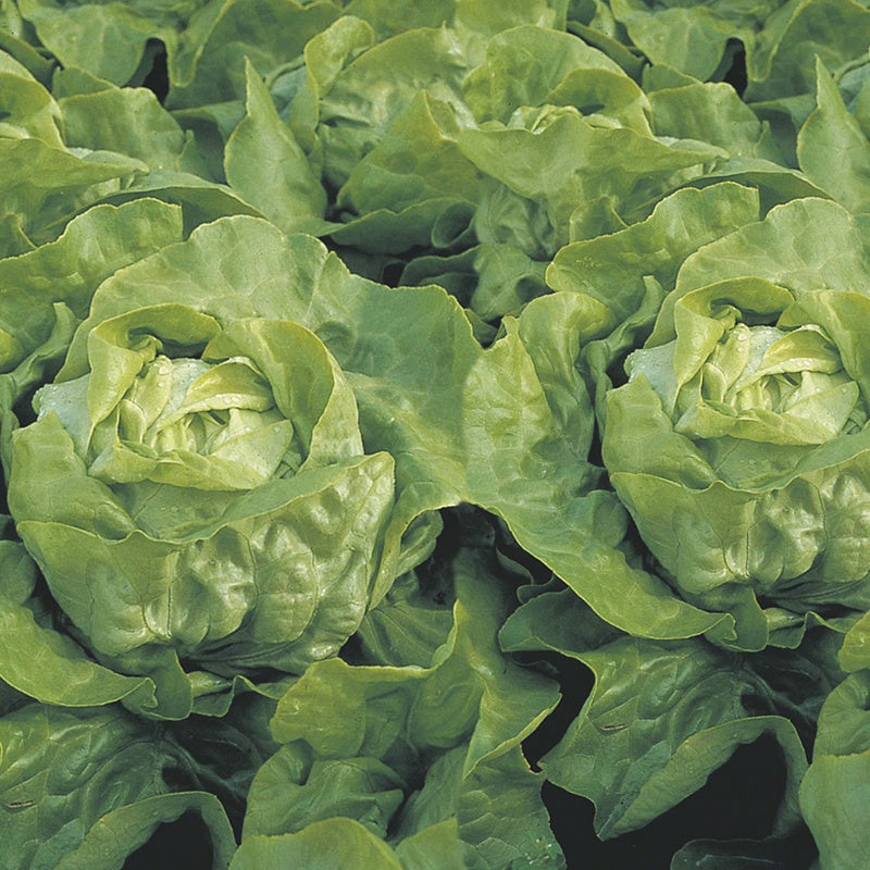 Lettuce " Clarion " Exotic 20 Vegetable Seeds
