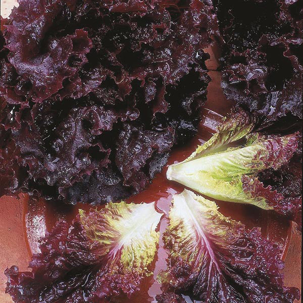 Lettuce " Bijou " Exotic 20 Vegetable Seeds
