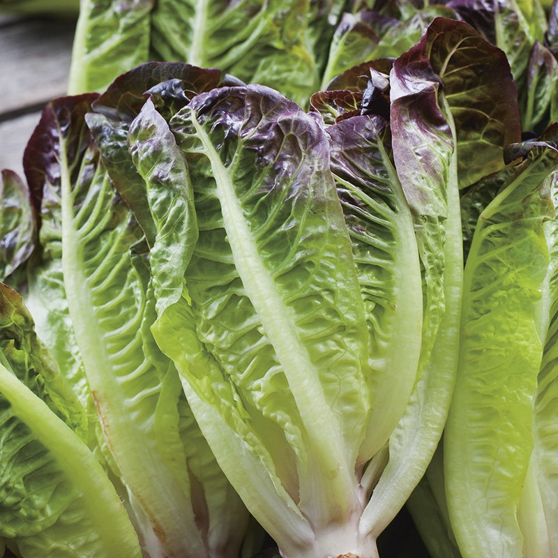 Lettuce " Amaze " Exotic 20 Vegetable Seeds