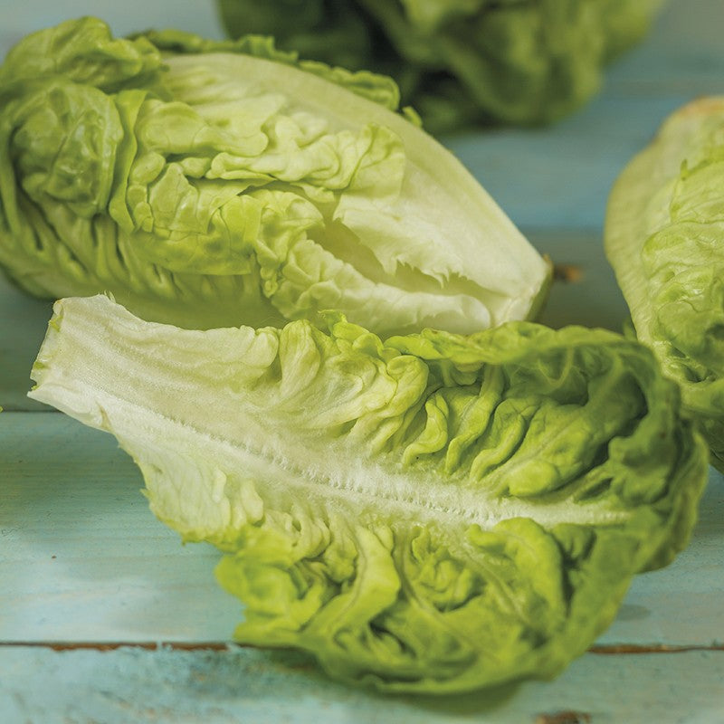 Lettuce " Thimble " Exotic 20 Vegetable Seeds