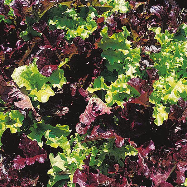 Lettuce " David Domoney " Exotic 20 Vegetable Seeds