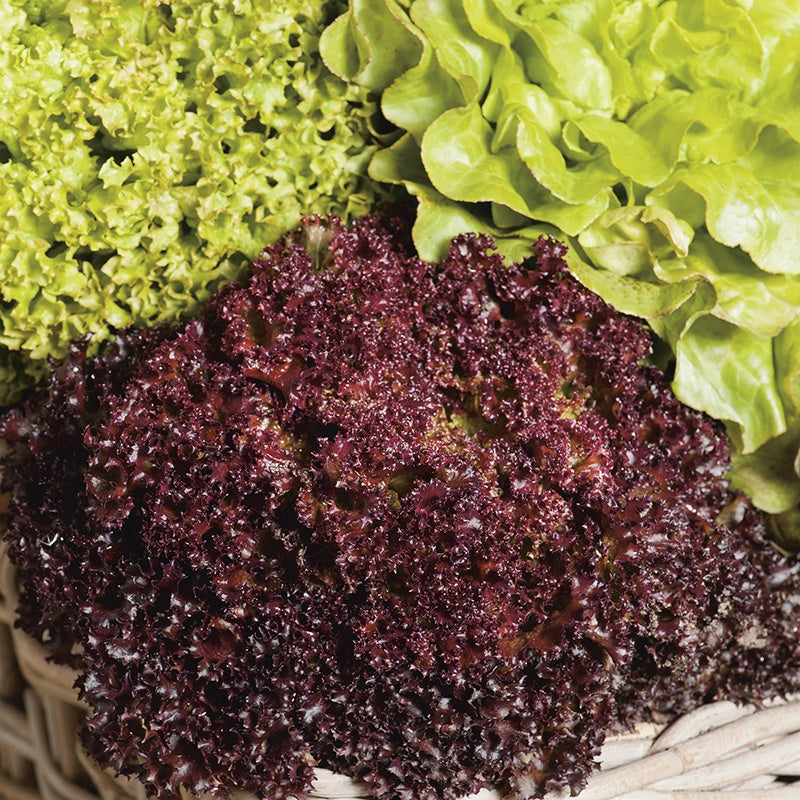 Lettuce " Headed Mixed " Exotic 20 Vegetable Seeds