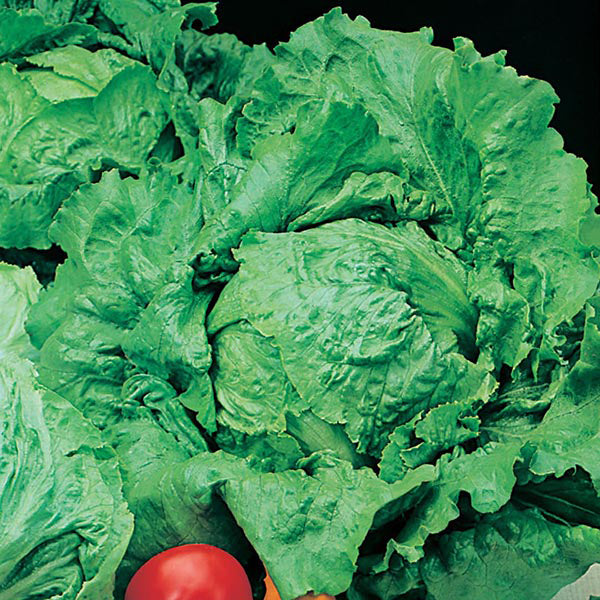 Lettuce " Webbs Wonderful " Exotic 20 Vegetable Seeds