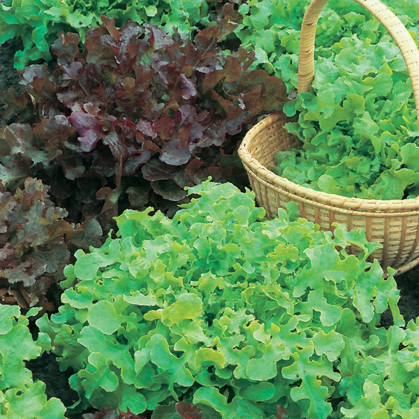 Lettuce " Red & Green Salad " Exotic 20 Vegetable Seeds