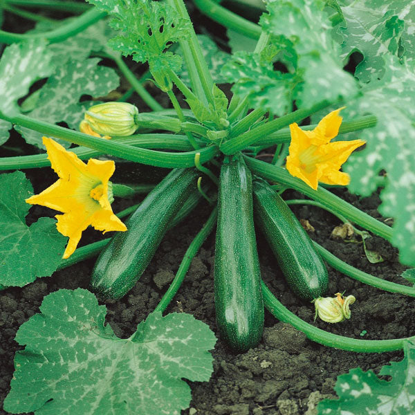 Zucchini " Early Gem " Exotic 10 Vegetable Seeds