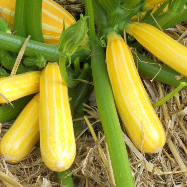 Zucchini " Sunstripe " Exotic 10 Vegetable Seeds