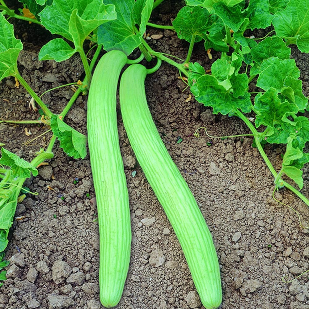 Kakri Melon " Punjab longmelon-1 " Exotic 20 Vegetable Seeds