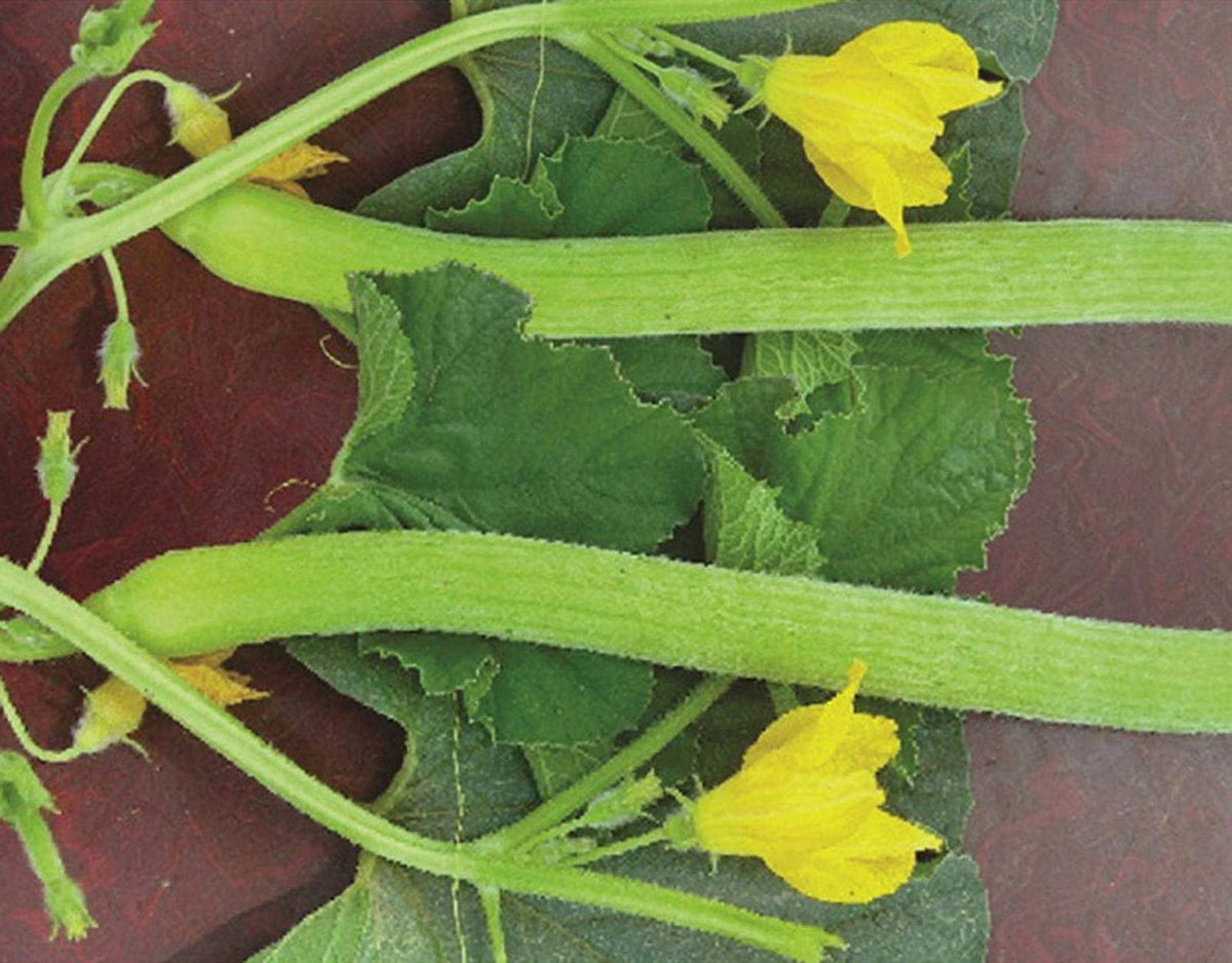 Kakri Melon " Karnal selection " Exotic 20 Vegetable Seeds