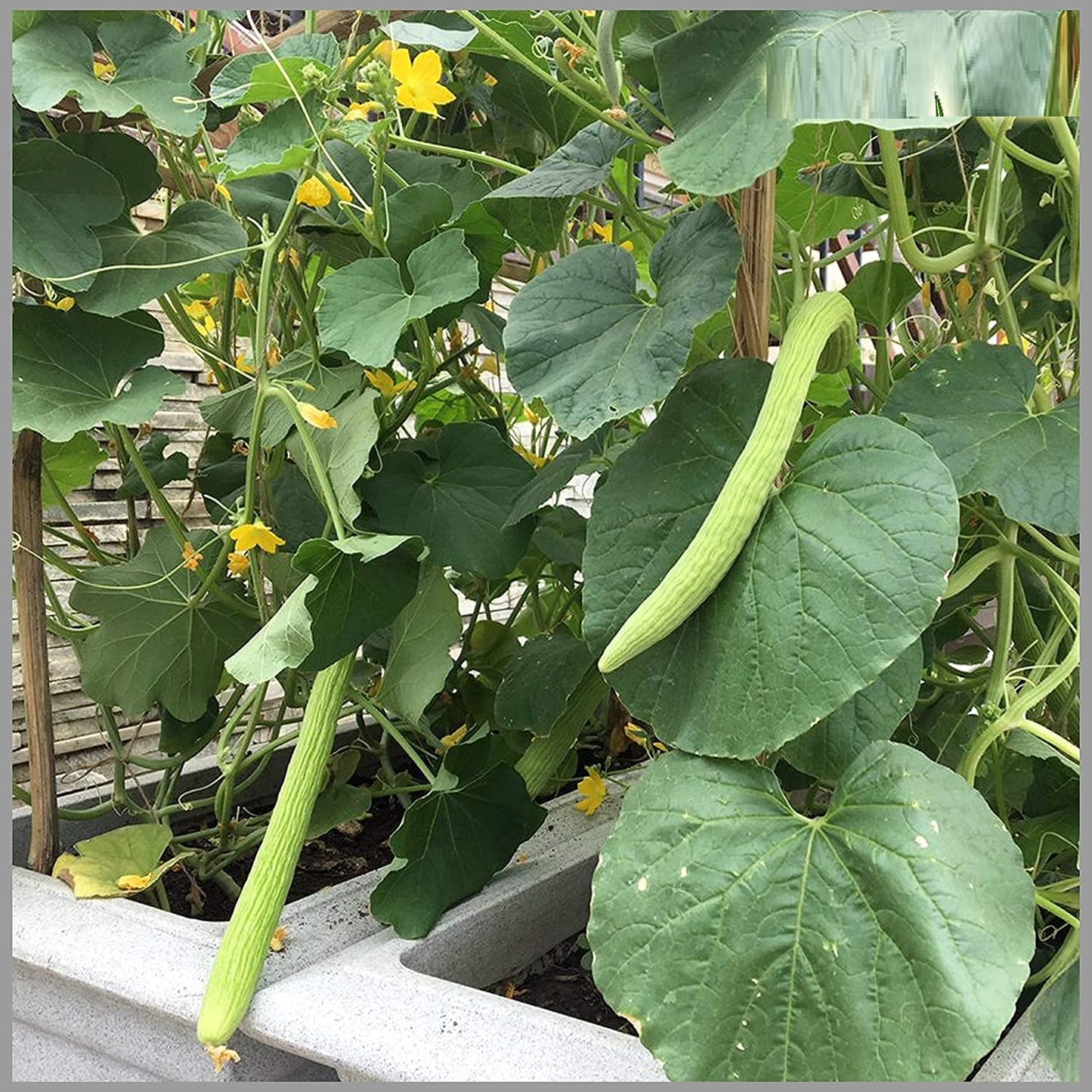 Kakri Melon " Thrishna " Exotic 20 Vegetable Seeds