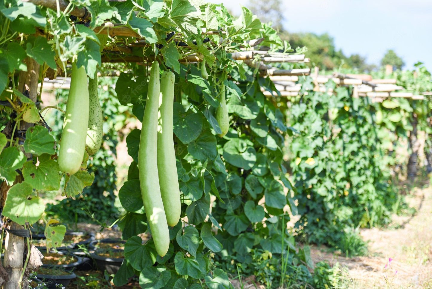 Kakri Melon " Arka sheetal " Exotic 20 Vegetable Seeds