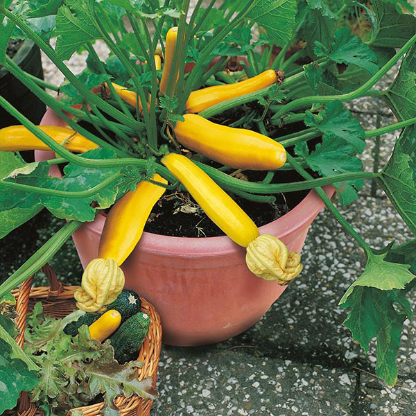 Zucchini " Buckingham " Exotic 10 Vegetable Seeds