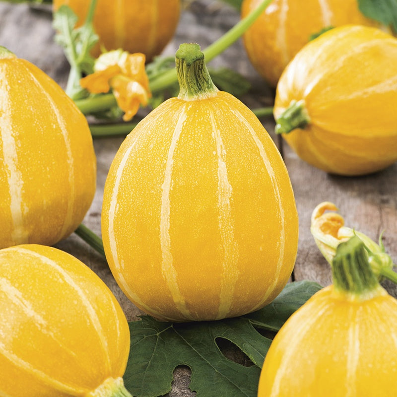 Zucchini " Summer Holiday " Exotic 10 Vegetable Seeds